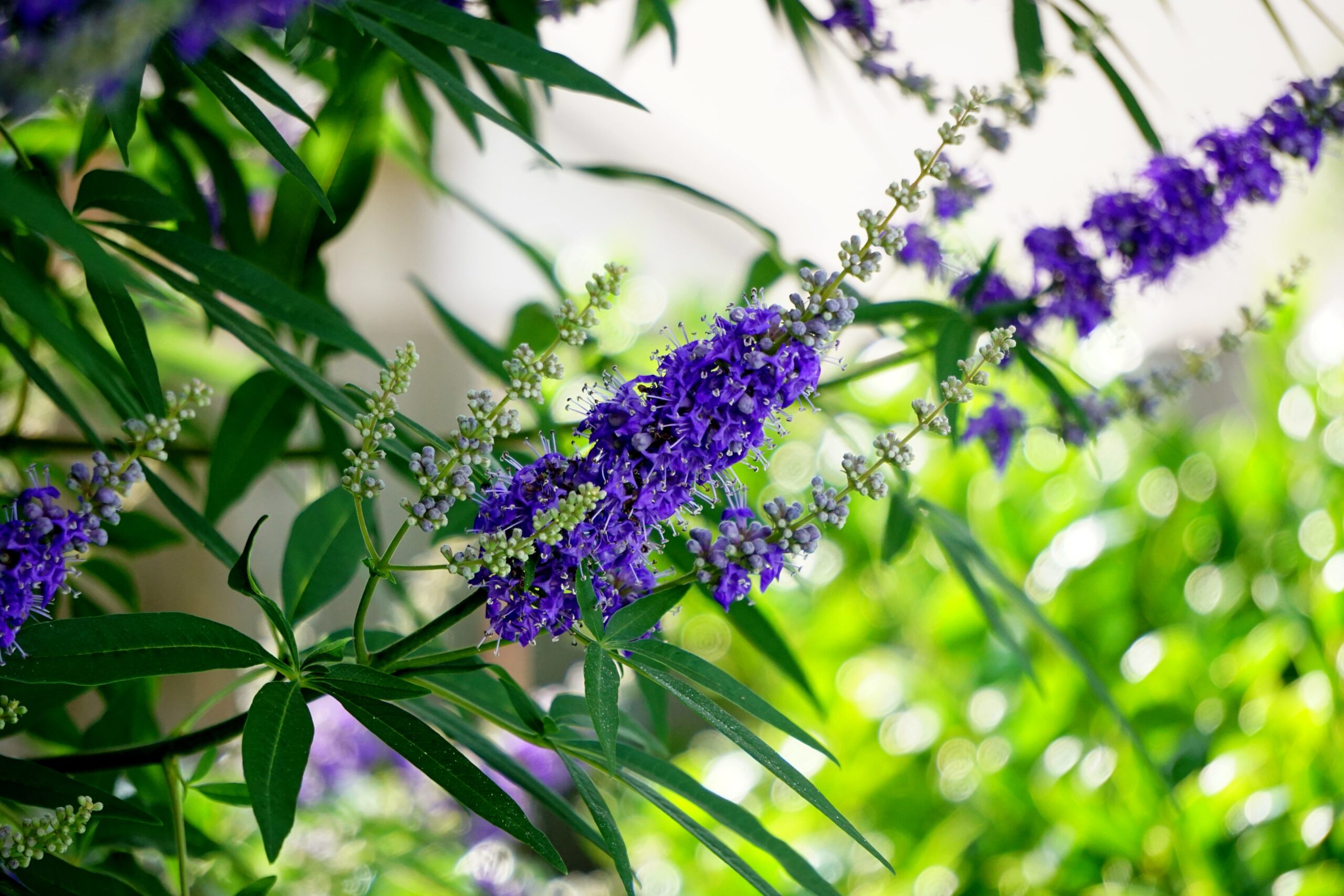 chasteberry (vitex) - herb for hormones